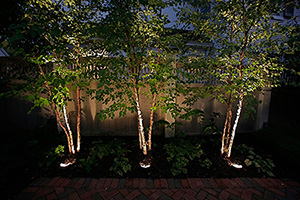 Lighting the Trees